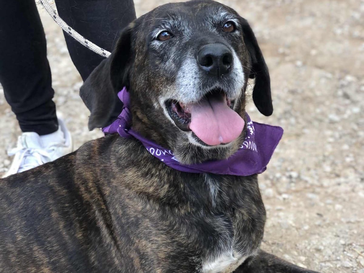 Adotta il cane Esmeralda a Latina