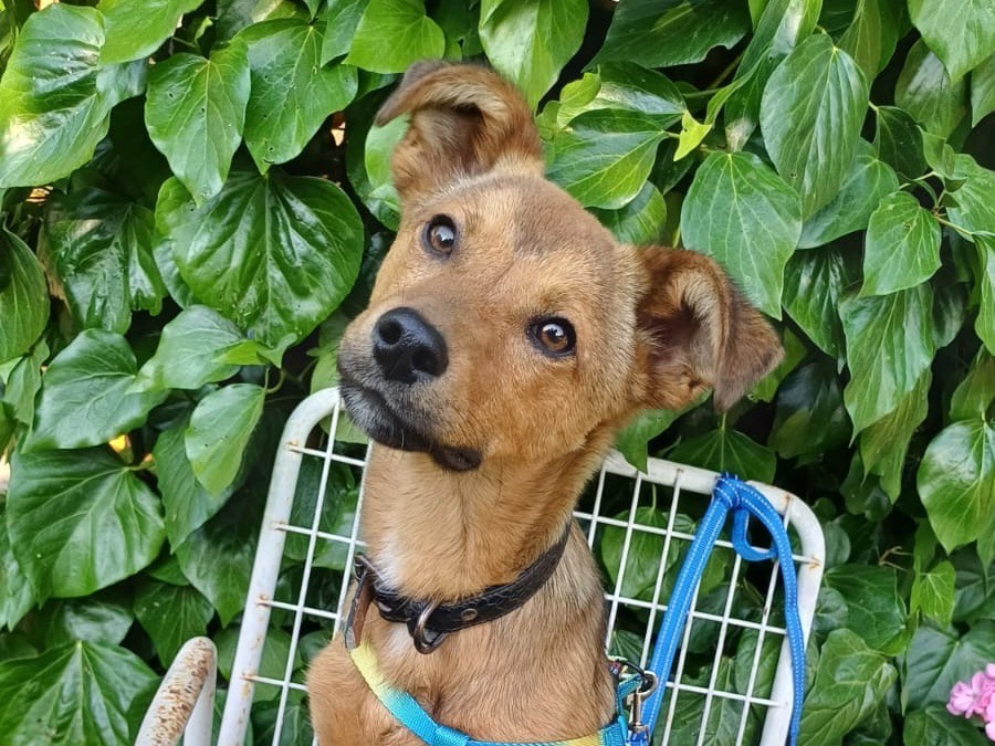 Adozione cane, maschio, Razza sconosciuta Razza sconosciuta, 5 mesi, taglia piccola, Salerno