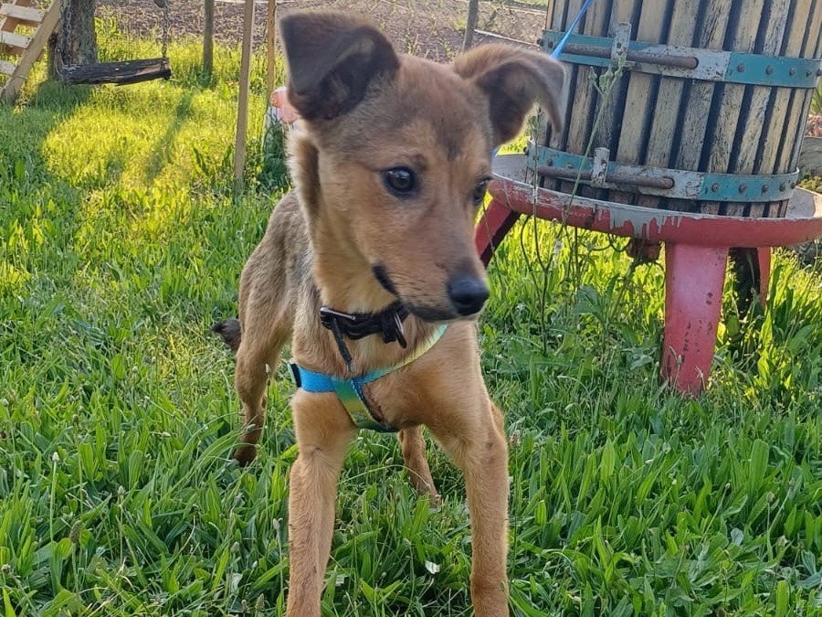 Adotta un cane, maschio, 5 mesi, Salerno