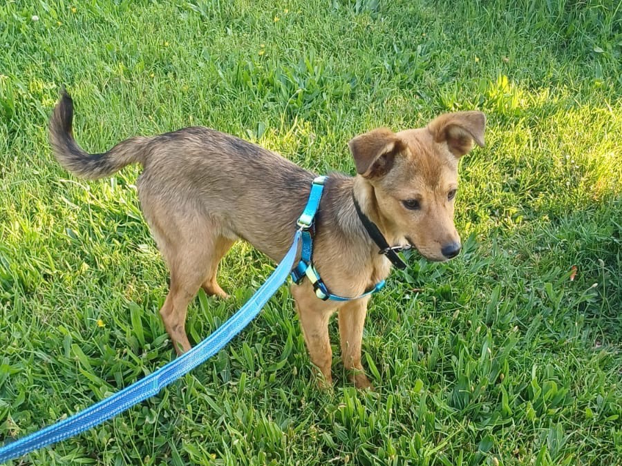 Adotta un cane, taglia piccola, maschio, Salerno