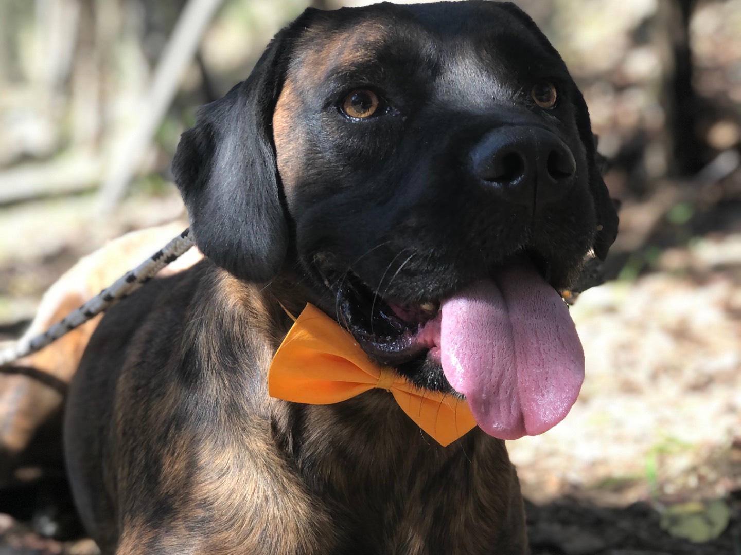 Adozione cane, maschio, Razza sconosciuta Razza sconosciuta, 2 anni e 5 mesi, taglia media, Latina