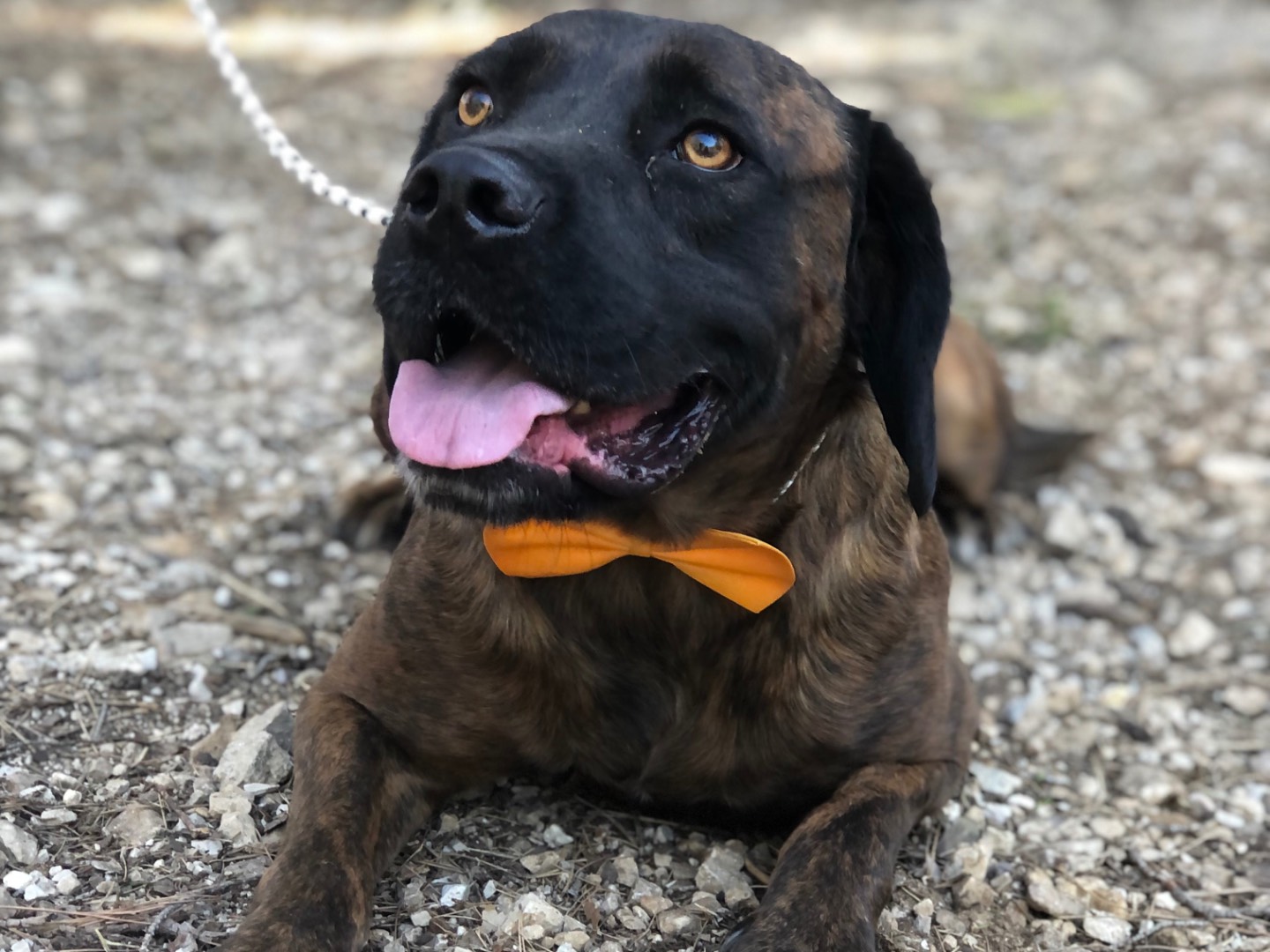 Adotta un cane, maschio, 2 anni e 5 mesi, Latina