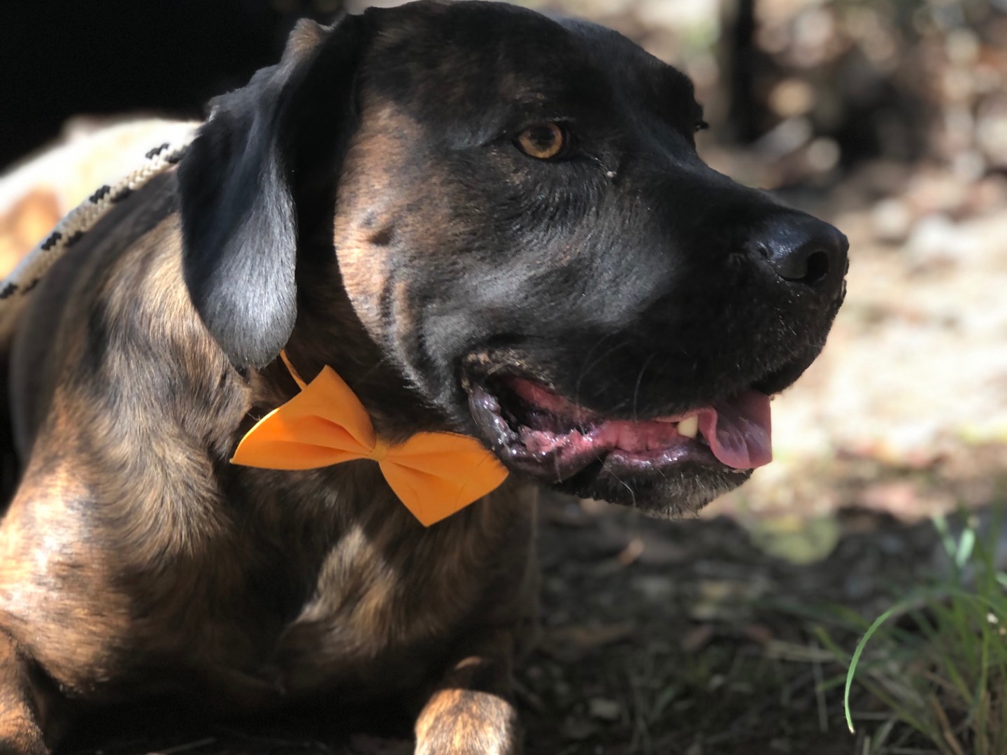 Adotta un cane, taglia media, maschio, Latina