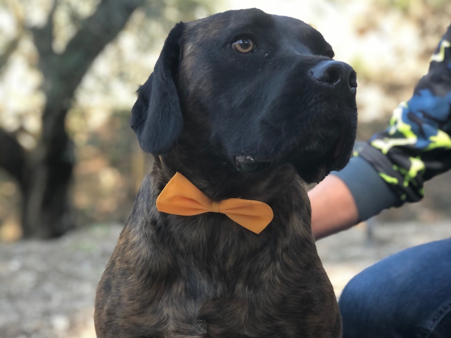 Adotta il cane Ettore a Latina