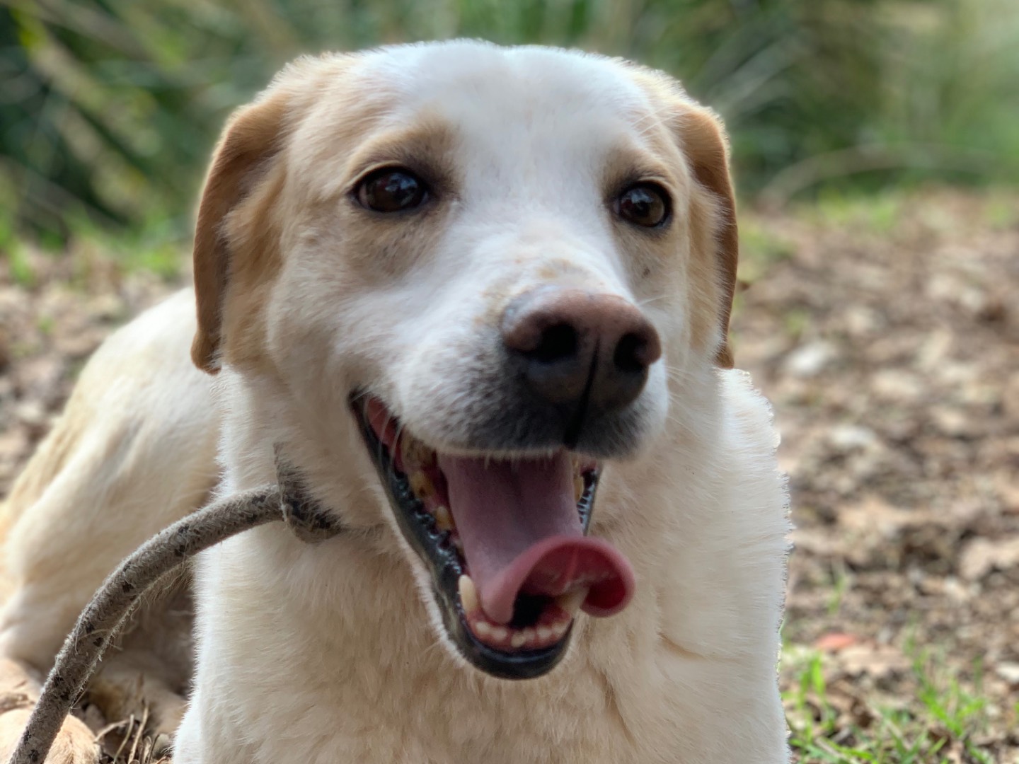 Adozione cane, maschio, Razza sconosciuta Razza sconosciuta, 8 anni e 3 mesi, taglia media, Latina