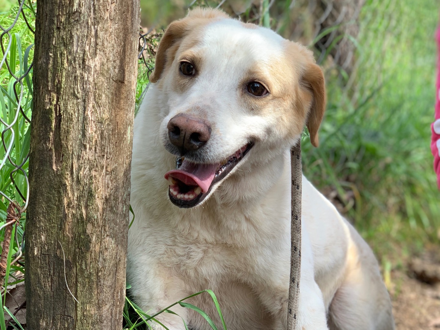 Adotta un cane, maschio, 8 anni e 3 mesi, Latina