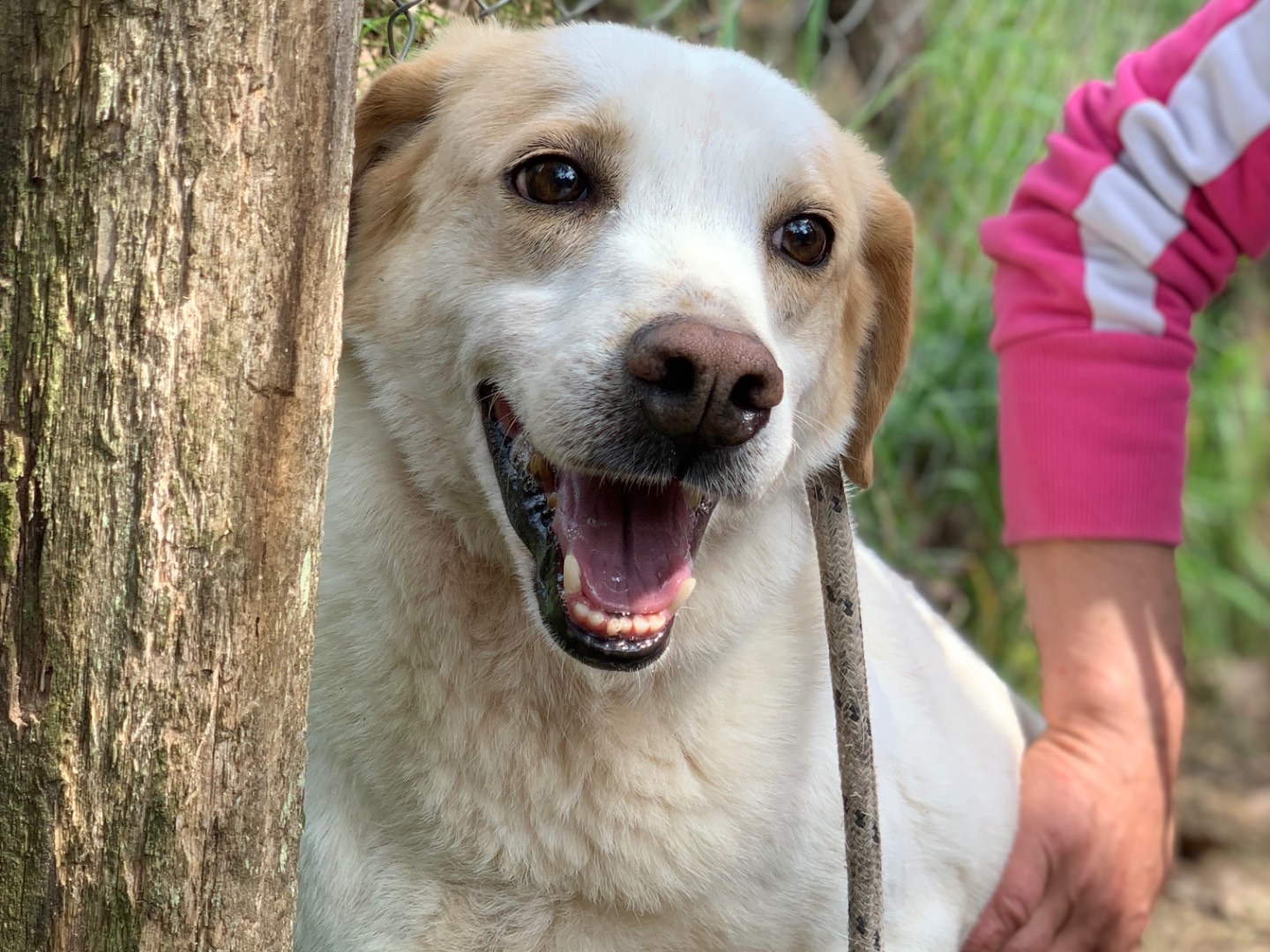 Adotta un cane, taglia media, maschio, Latina