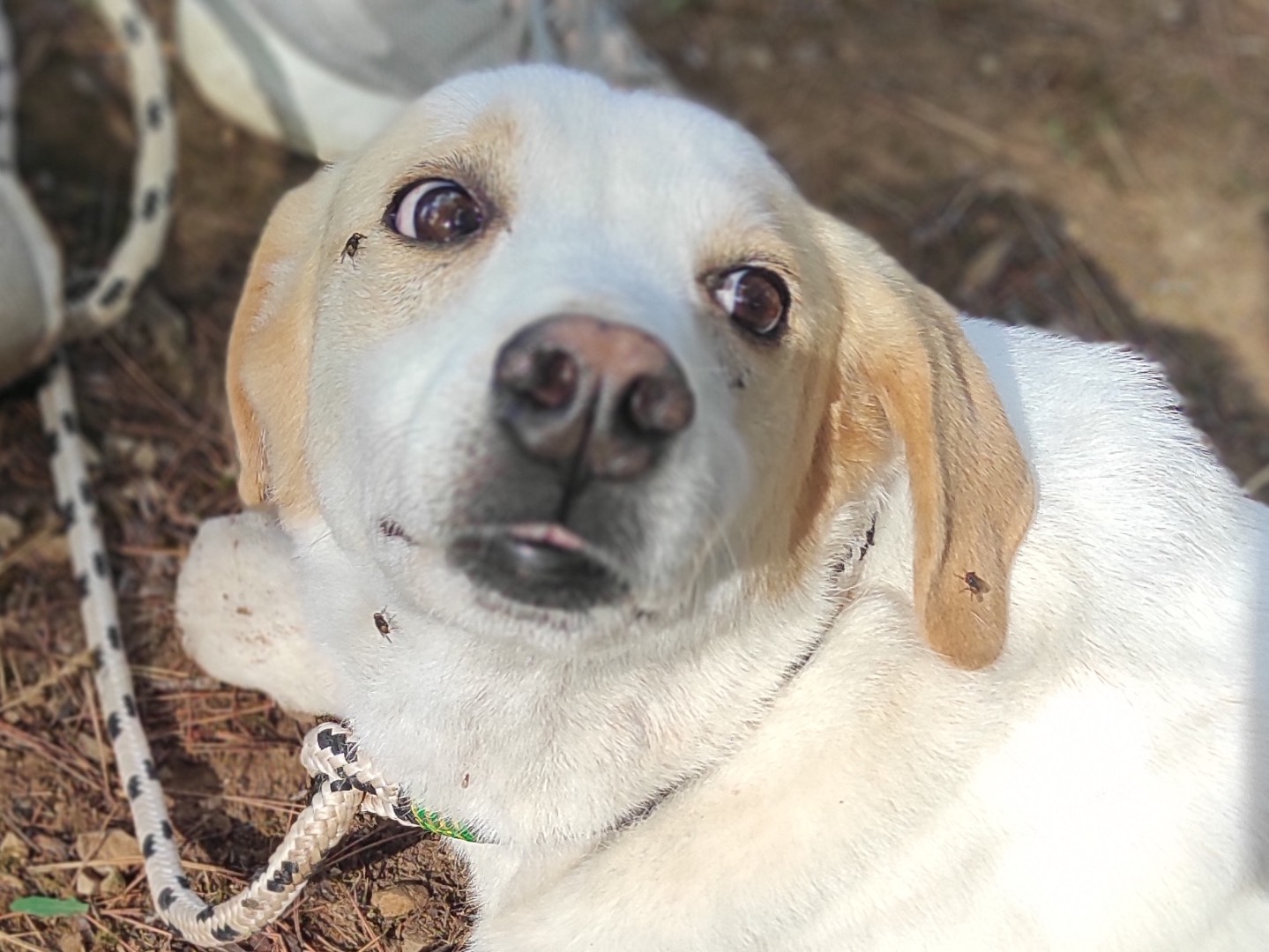 Vuoi adottare un cane a Latina?