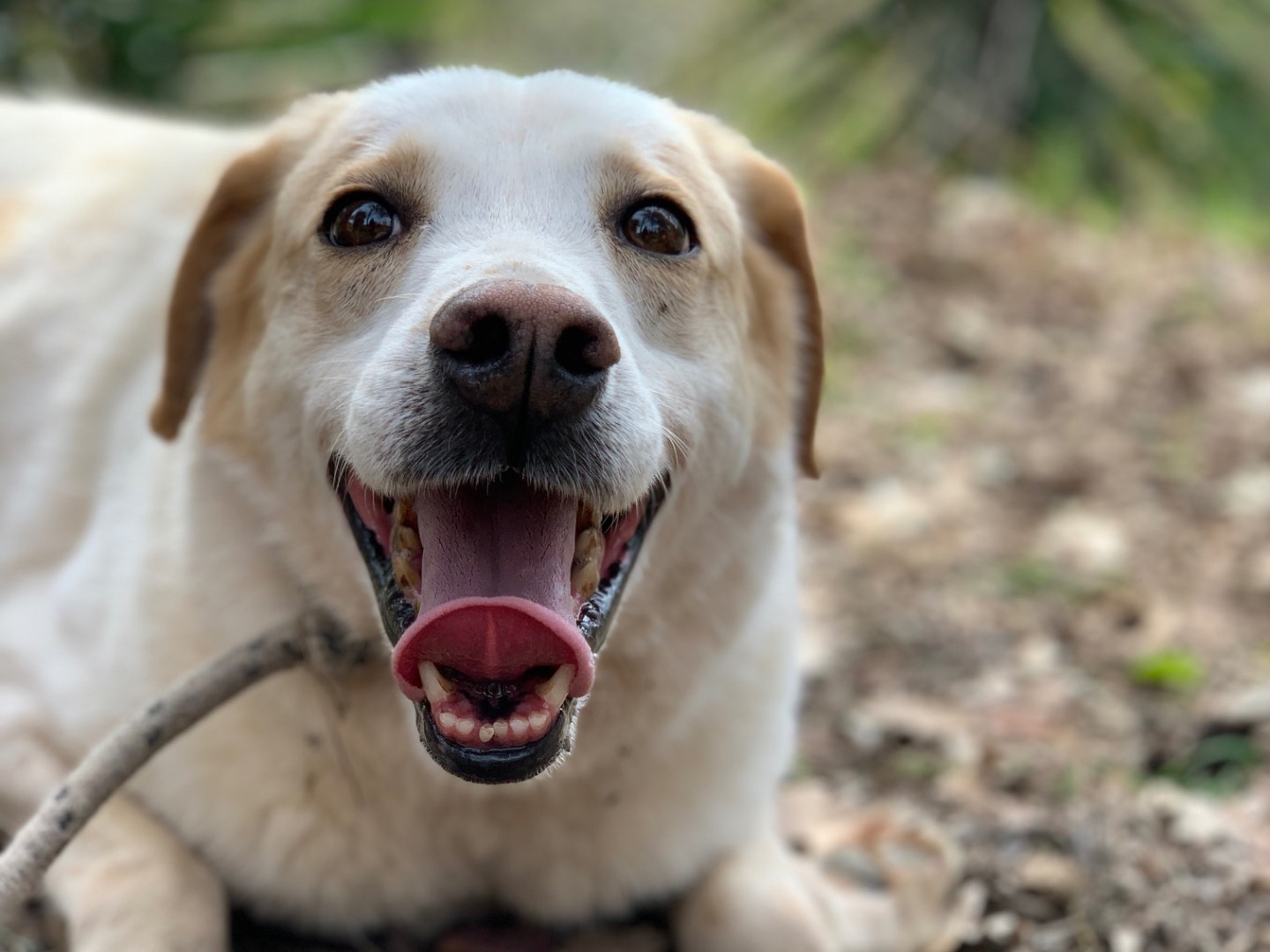 Adotta il cane Charlie  a Latina