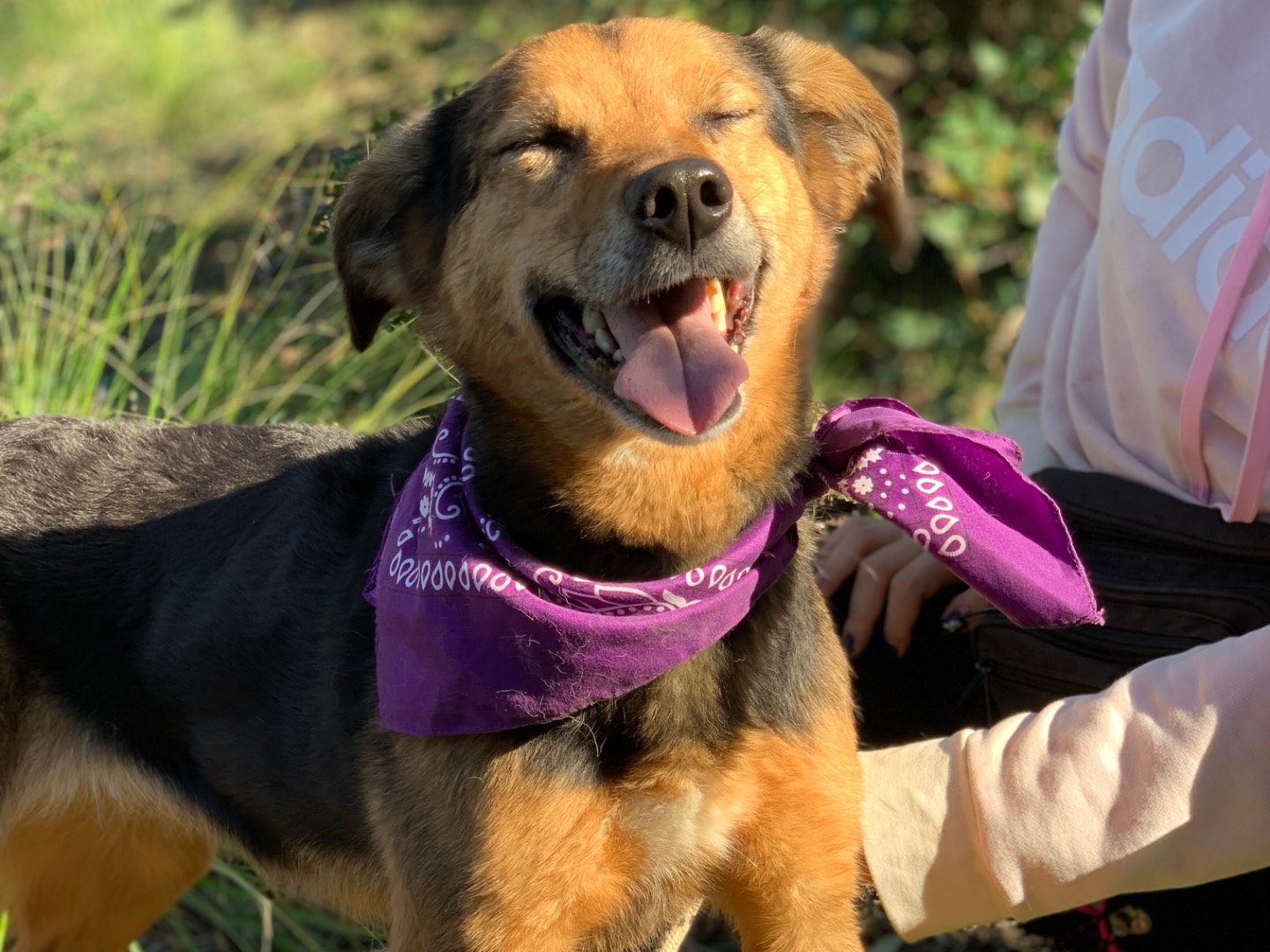 Adotta un cane, femmina, 5 anni e 7 mesi, Latina