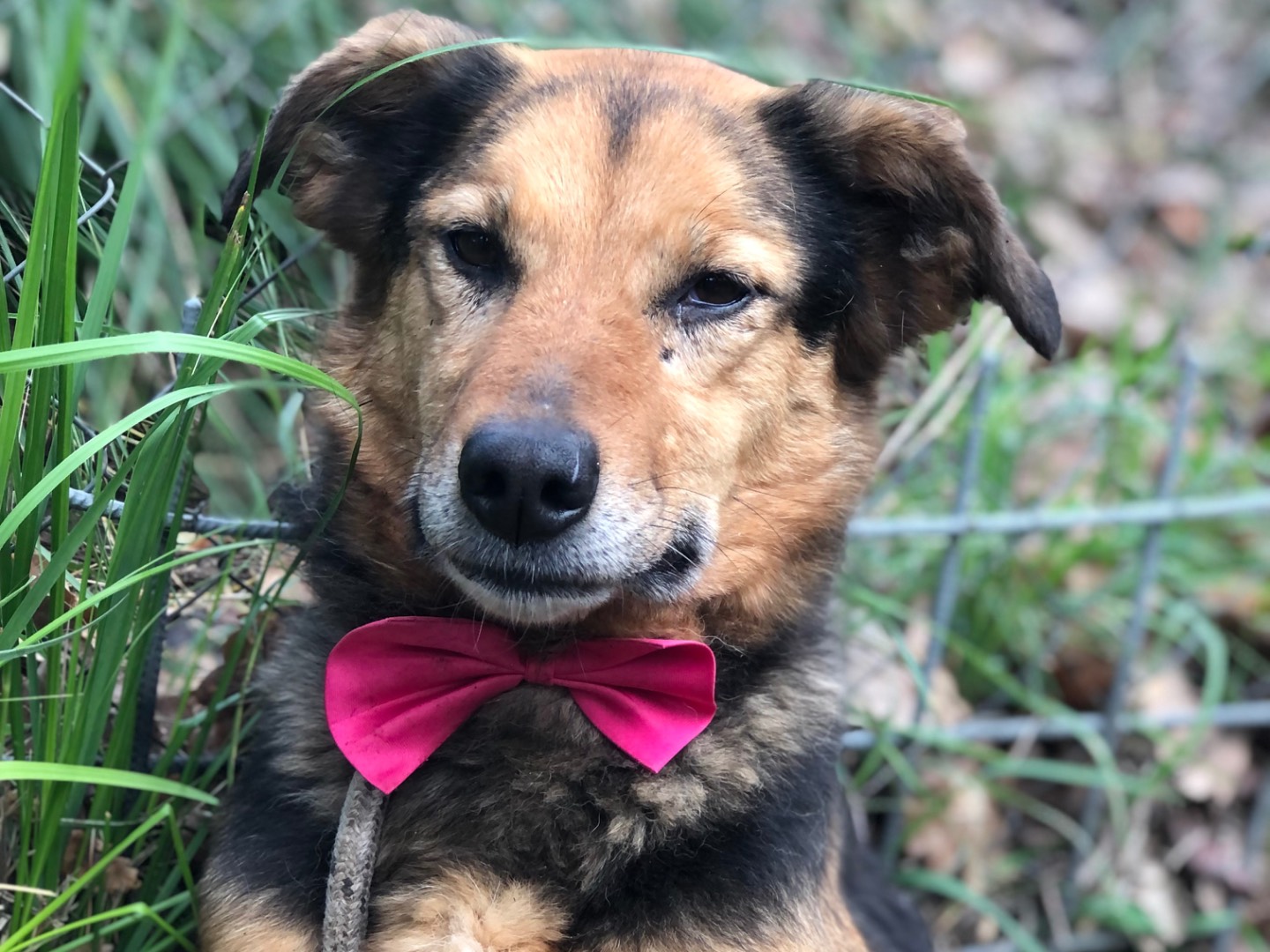 Adotta un cane, taglia media contenuta, femmina, Latina