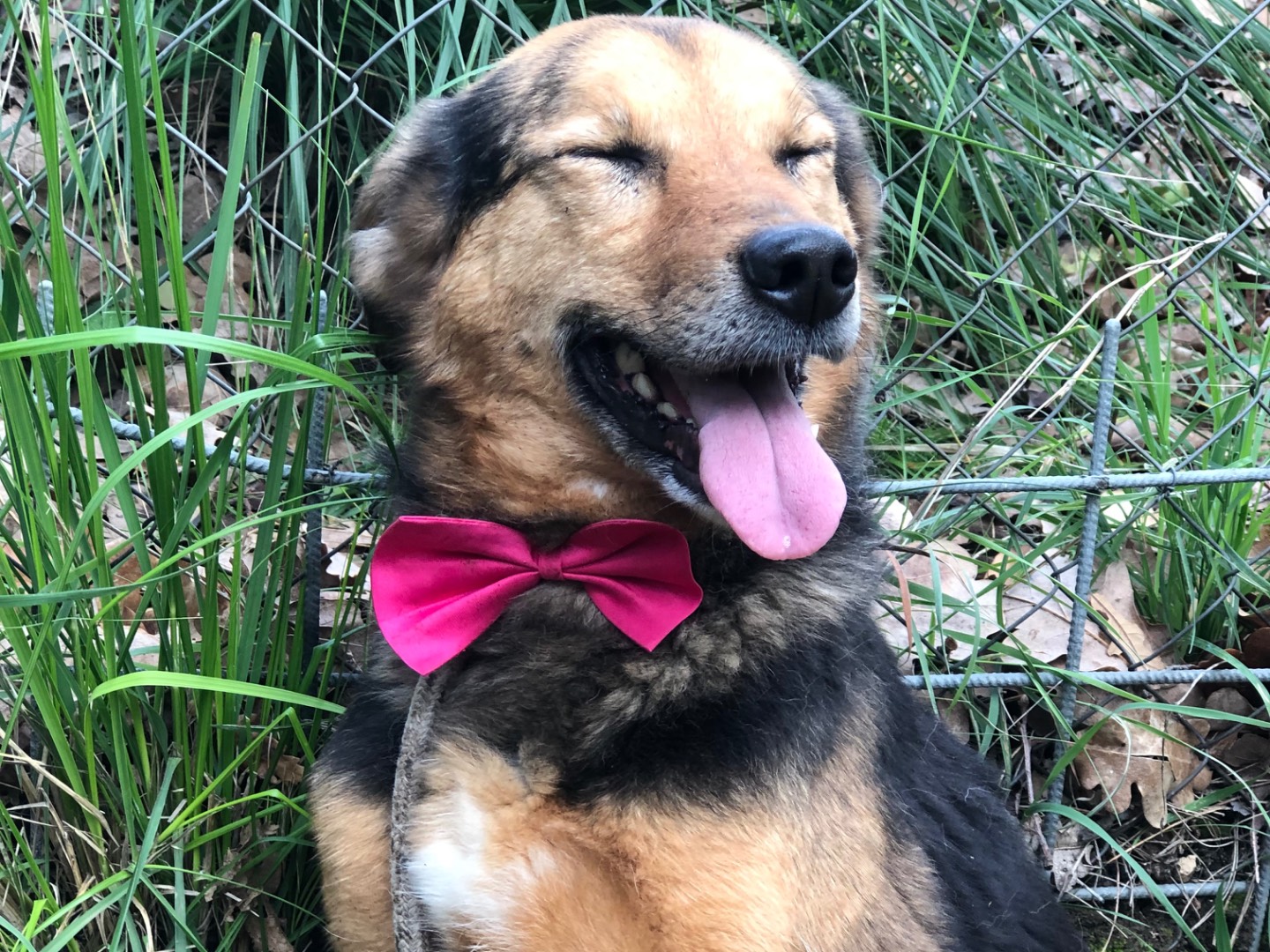 Vuoi adottare un cane a Latina?