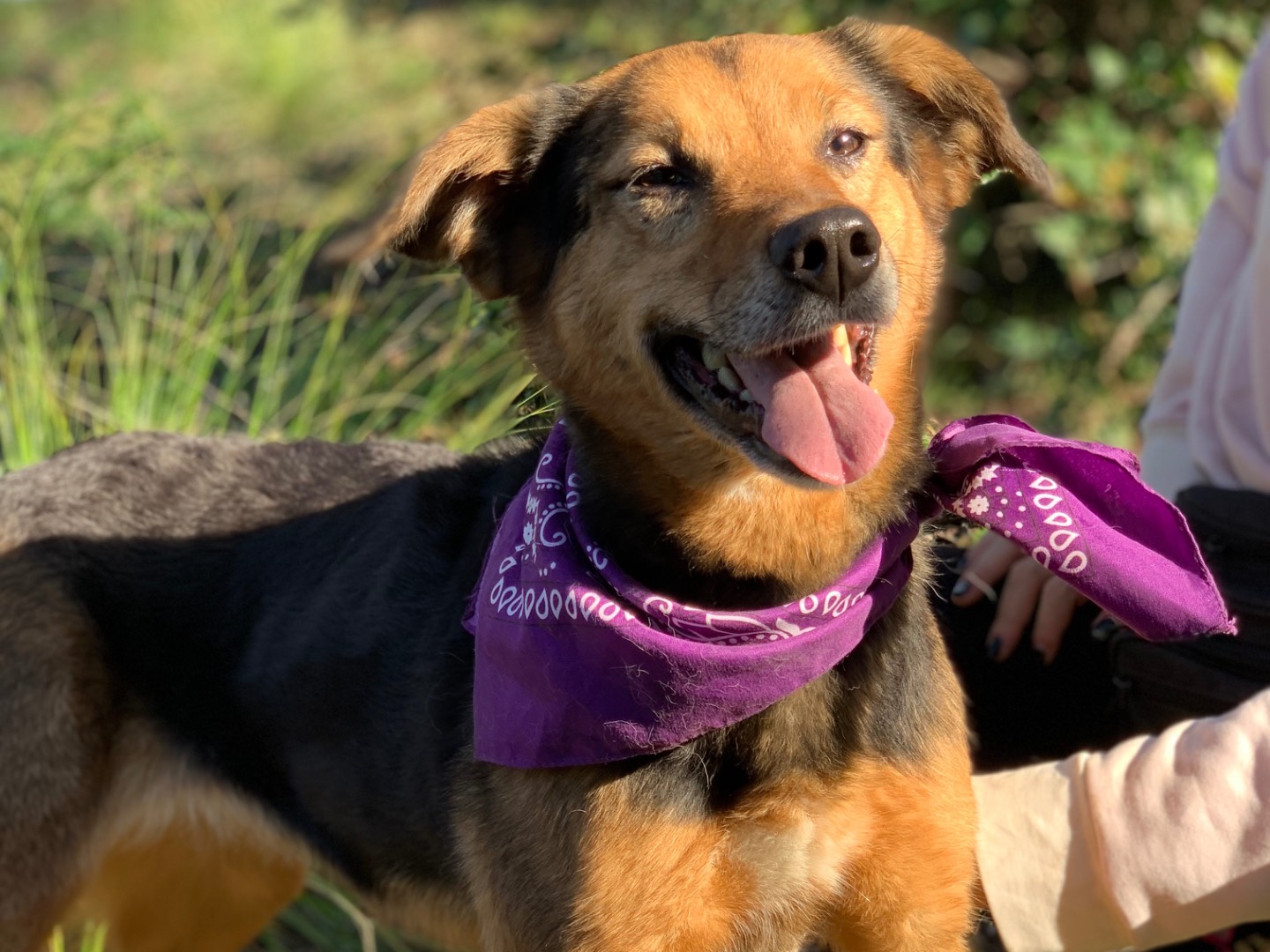 Adozione cane, femmina, Razza sconosciuta Razza sconosciuta, 5 anni e 7 mesi, taglia media contenuta, Latina