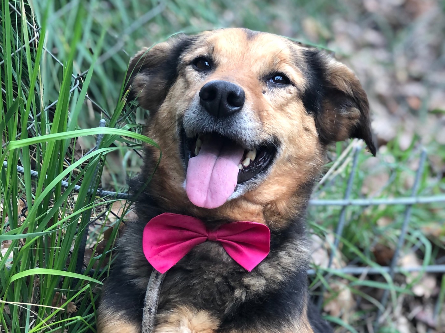 Adotta il cane Foxy a Latina