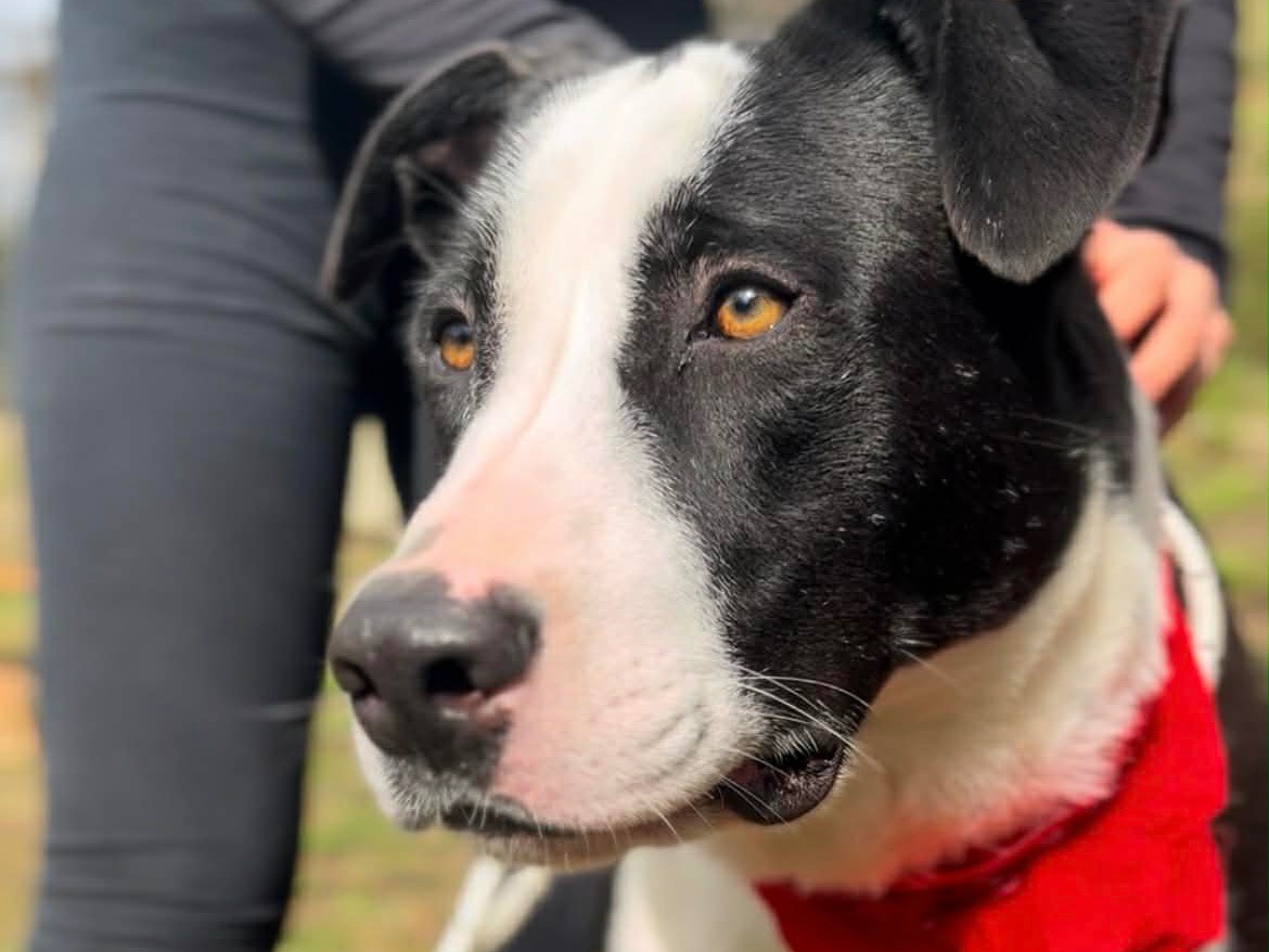 Adotta il cane Fuoco a Latina