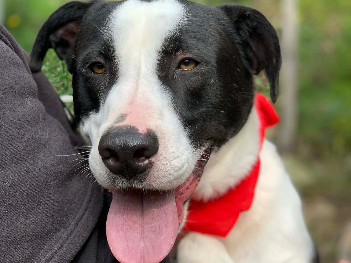 Adotta un cane, maschio, 2 anni e 6 mesi, Latina