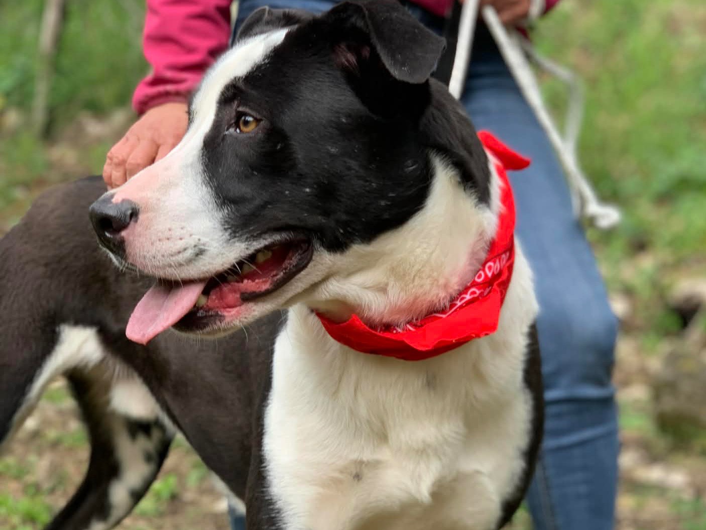 Adotta un cane, taglia media, maschio, Latina