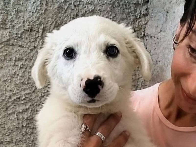 Adozione cane, femmina, Razza sconosciuta Razza sconosciuta, 4 mesi, taglia grande, Milano