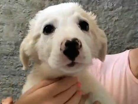 Adotta un cane, femmina, 4 mesi, Milano