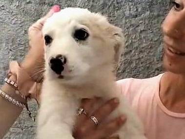 Adotta un cane, taglia grande, femmina, Milano