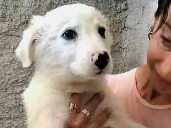 Vuoi adottare un cane a Milano?