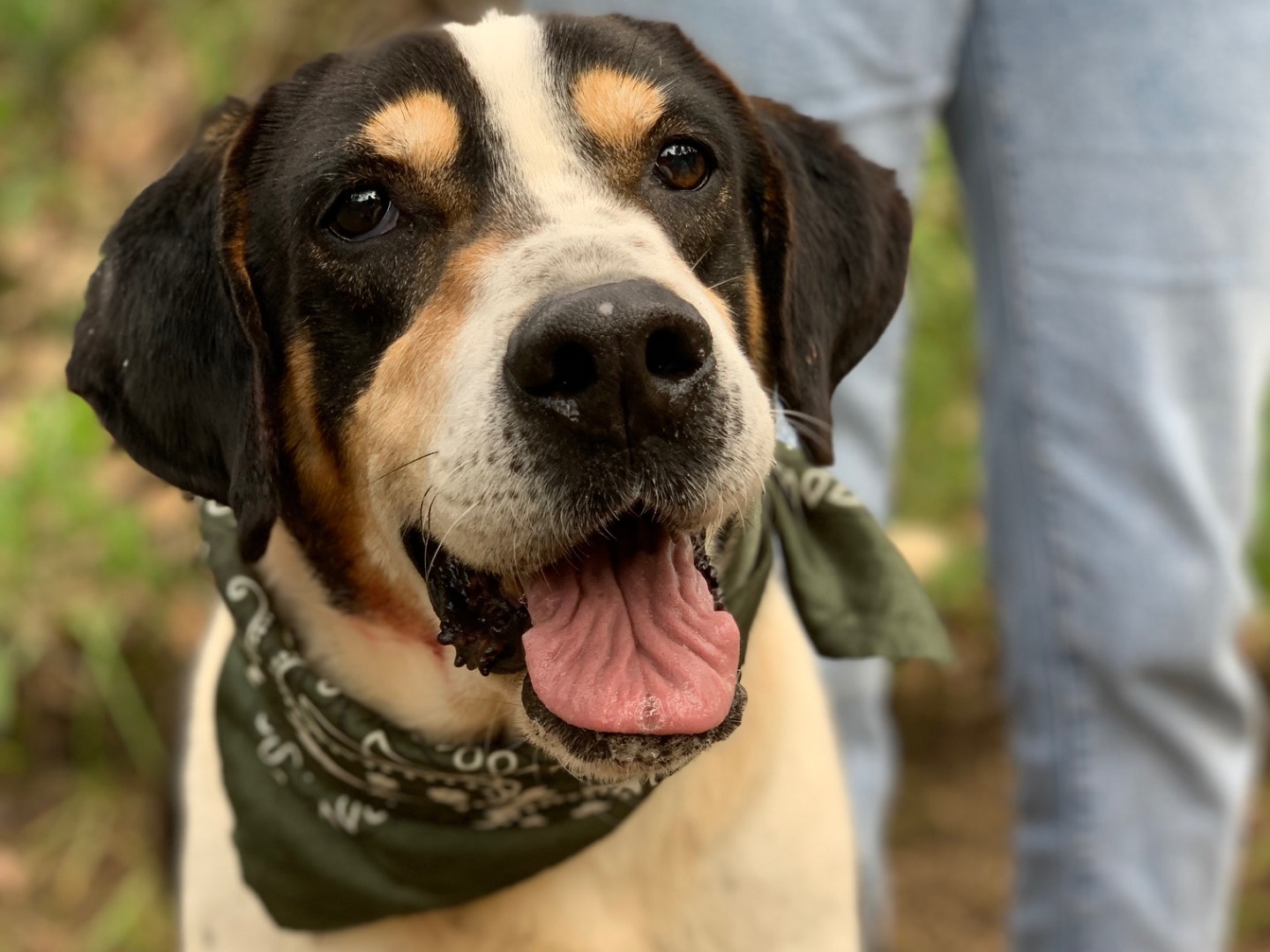 Adozione cane, maschio, Razza sconosciuta Razza sconosciuta, 7 anni e 6 mesi, taglia media, Latina