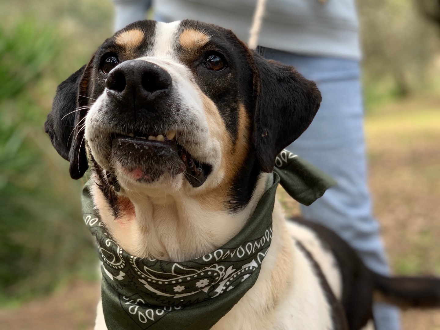 Adotta un cane, maschio, 7 anni e 6 mesi, Latina