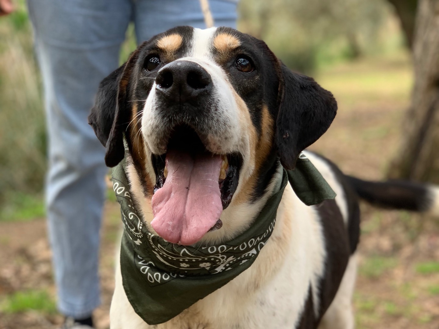 Adotta un cane, taglia media, maschio, Latina