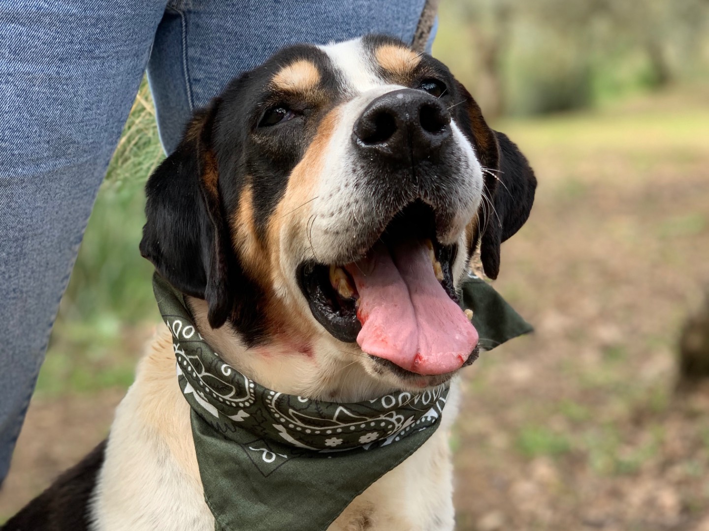Adotta il cane Furio a Latina