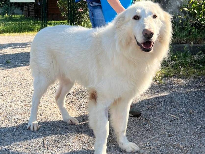 Adozione cane, maschio, Razza sconosciuta Razza sconosciuta, 6 anni e 2 mesi, taglia grande, Milano