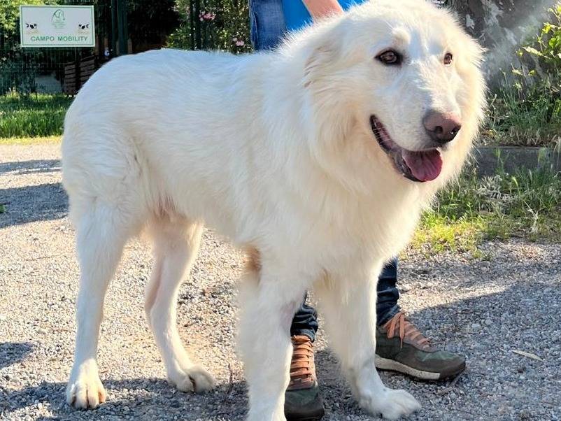 Adotta un cane, taglia grande, maschio, Milano