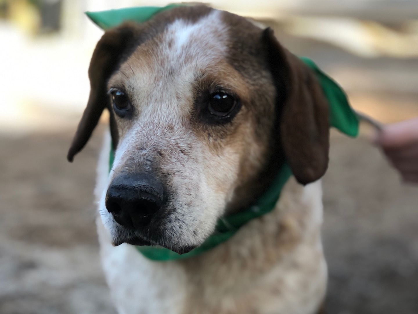 Adozione cane, maschio, Razza sconosciuta Razza sconosciuta, 11 anni e 11 mesi, taglia media, Latina