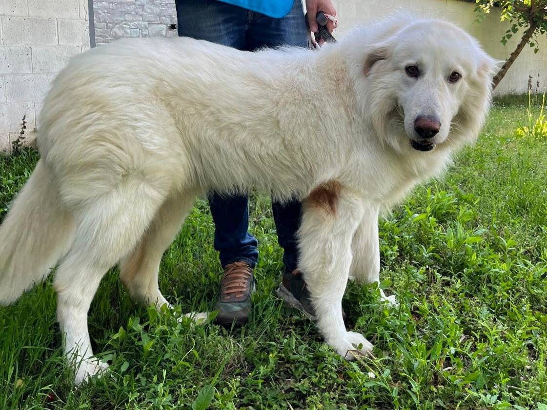 Vuoi adottare un cane a Milano?