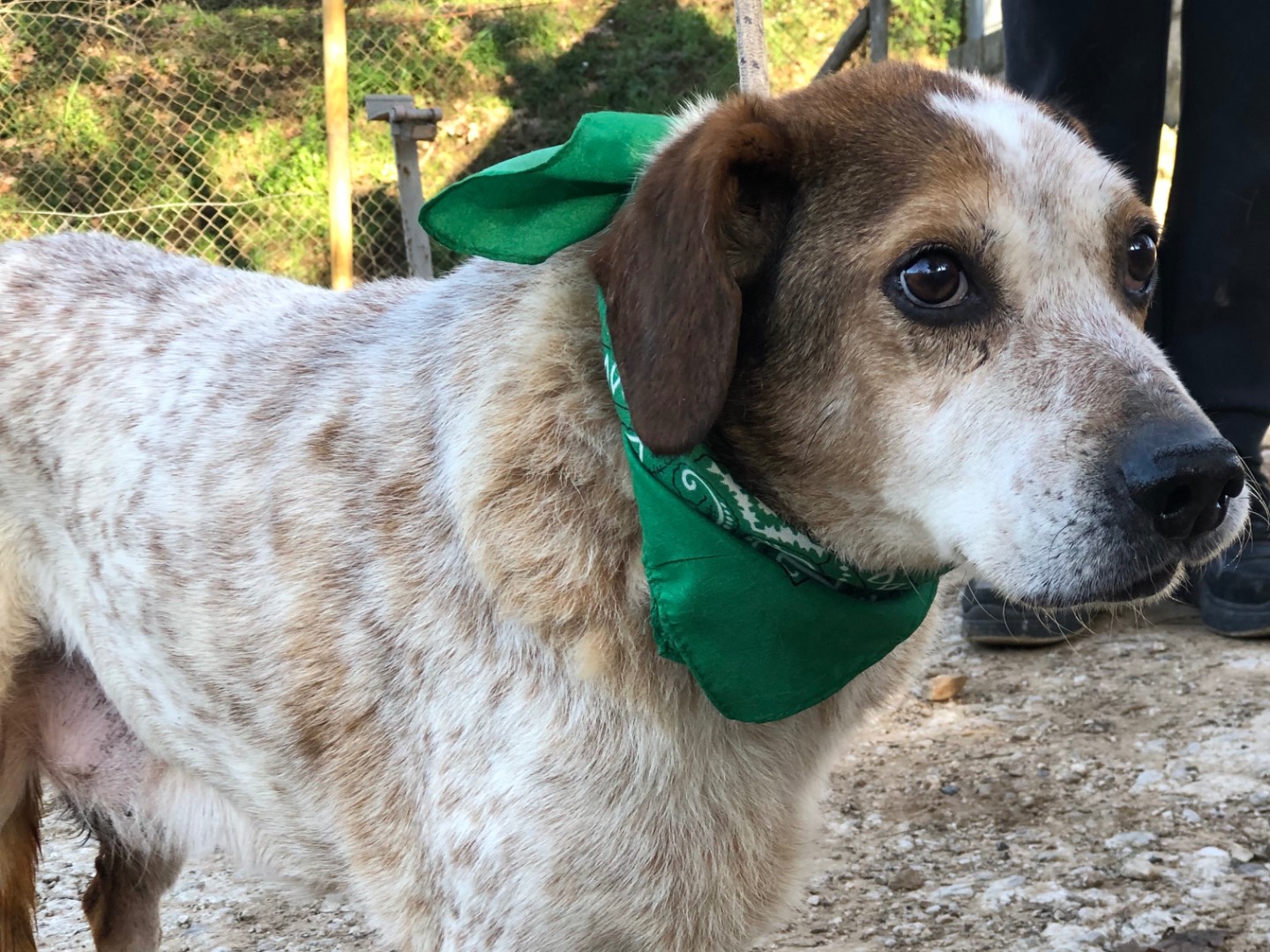 Adotta un cane, maschio, 11 anni e 11 mesi, Latina