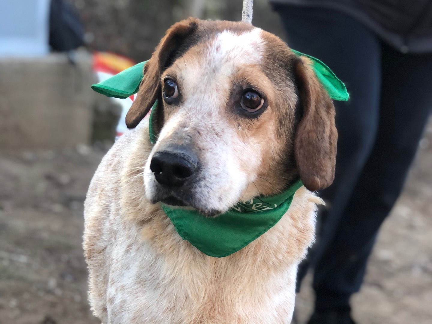 Adotta un cane, taglia media, maschio, Latina