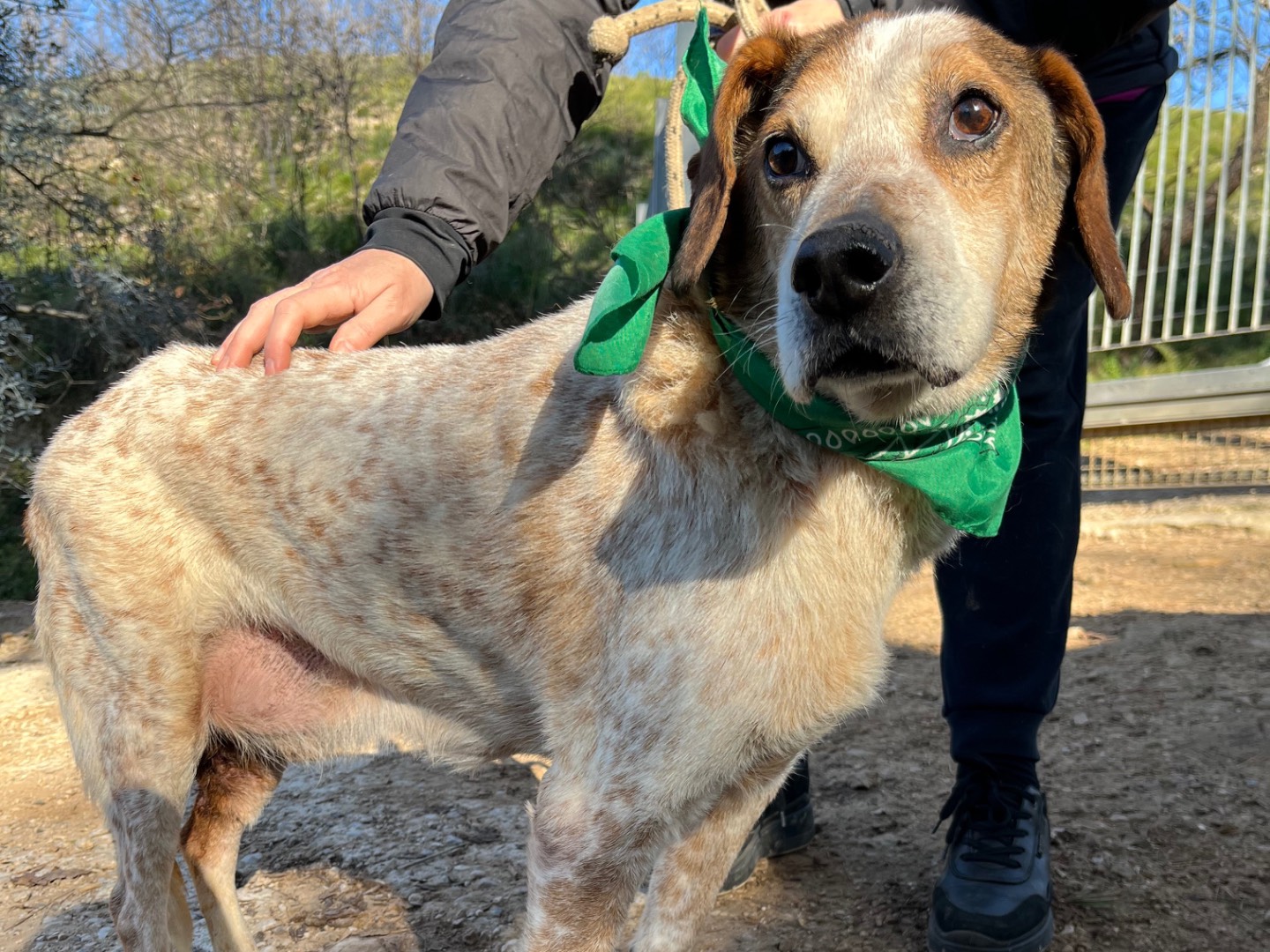 Vuoi adottare un cane a Latina?