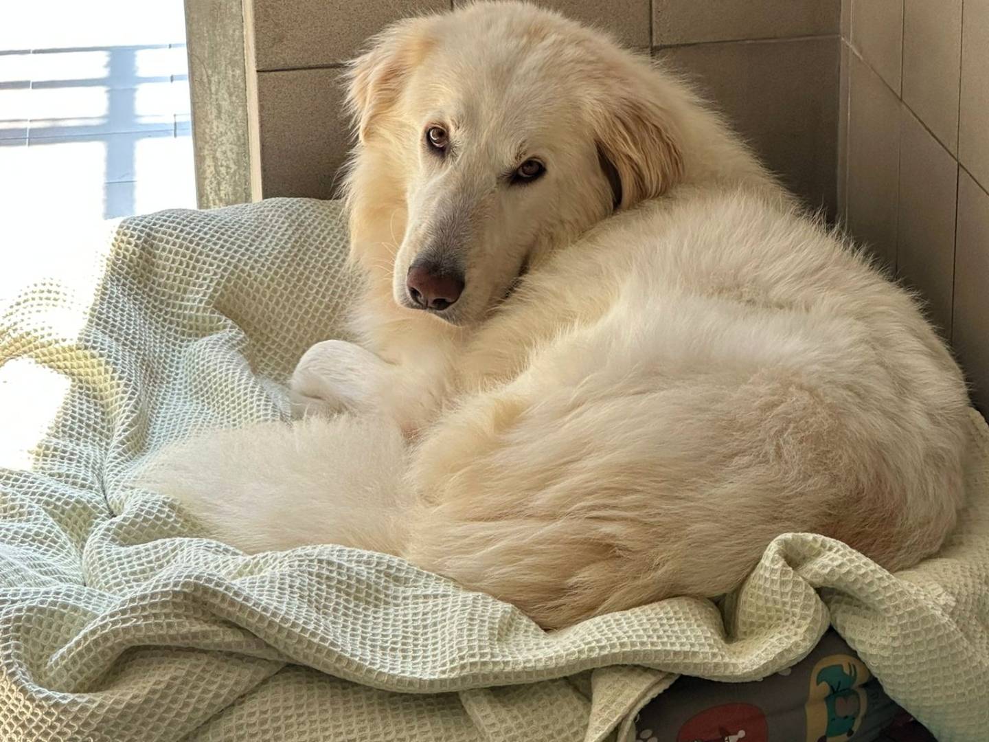 Adotta il cane RAMBO a Milano