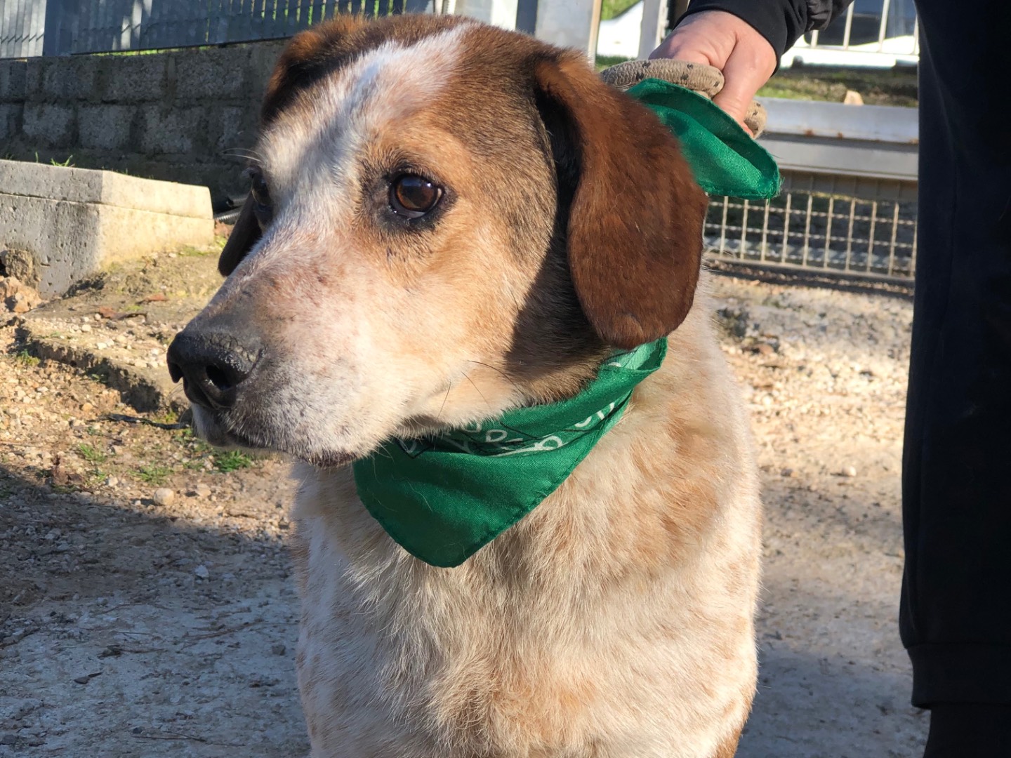 Adotta il cane Giustino a Latina