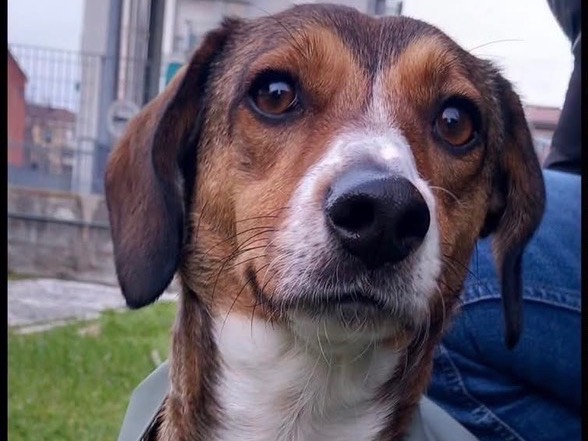 Adozione cane, femmina, Razza sconosciuta Razza sconosciuta, 3 anni e 1 mese, taglia piccola, Verona