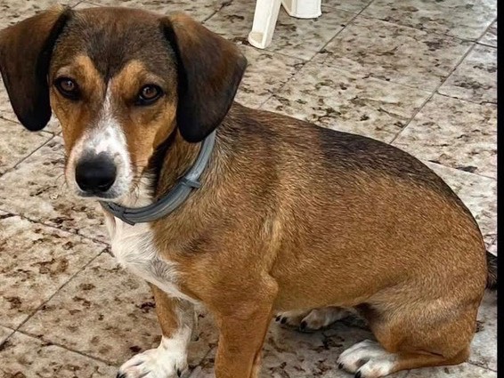 Adotta un cane, femmina, 3 anni e 1 mese, Verona