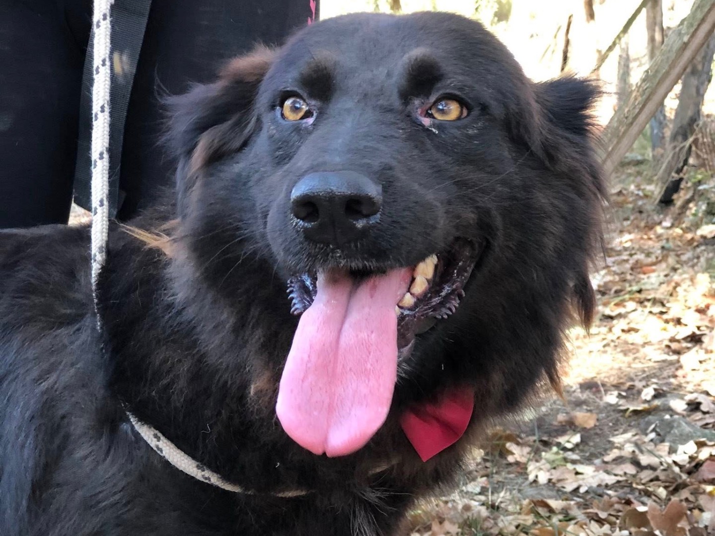Adozione cane, femmina, Razza sconosciuta Razza sconosciuta, 4 anni e 3 mesi, taglia media, Latina