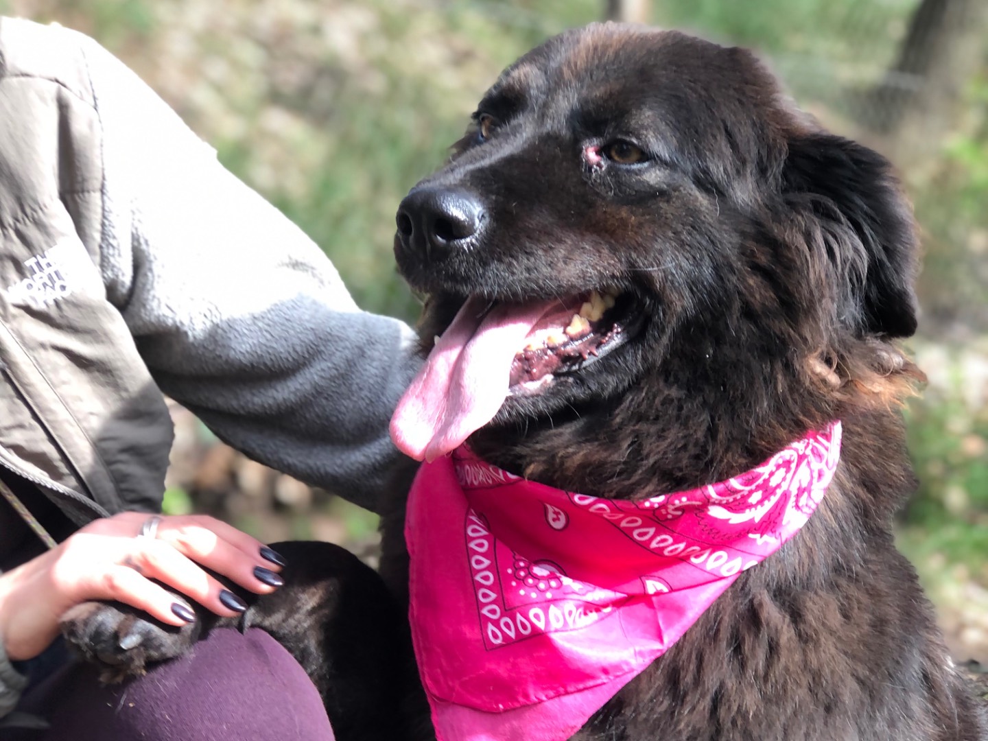 Adotta un cane, femmina, 4 anni e 3 mesi, Latina