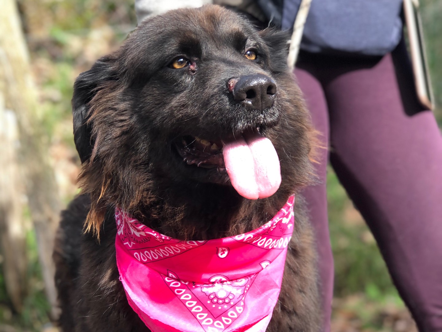 Adotta un cane, taglia media, femmina, Latina