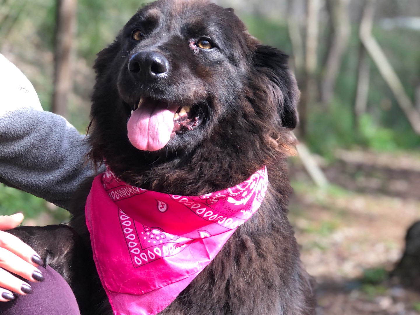 Adotta il cane Hennè a Latina