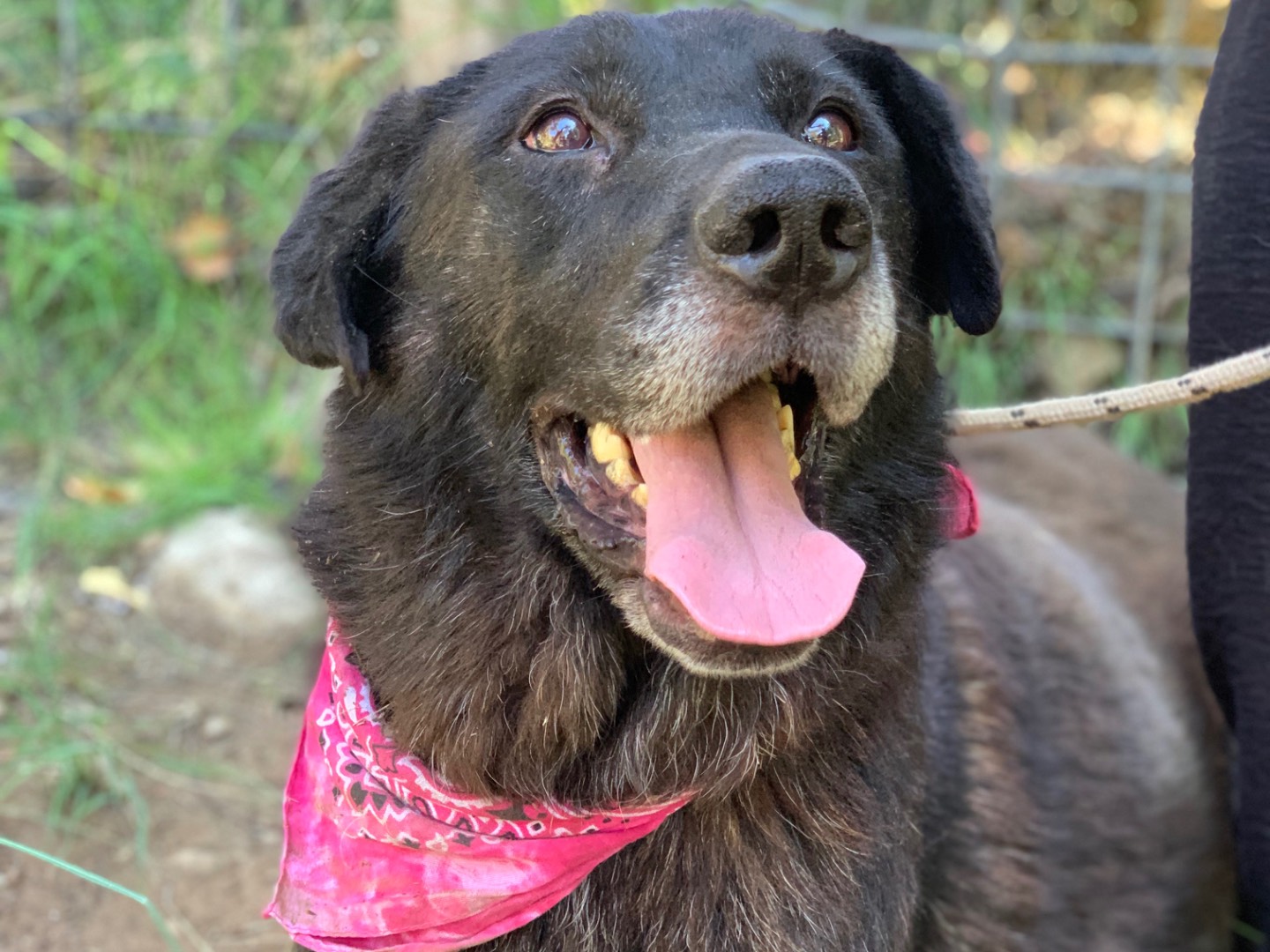 Adozione cane, femmina, Razza sconosciuta Razza sconosciuta, 8 anni, taglia media, Latina