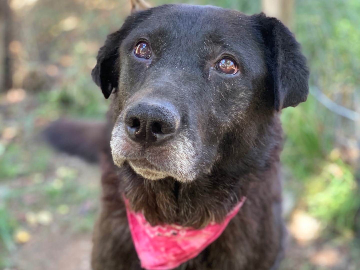 Adotta un cane, femmina, 8 anni, Latina