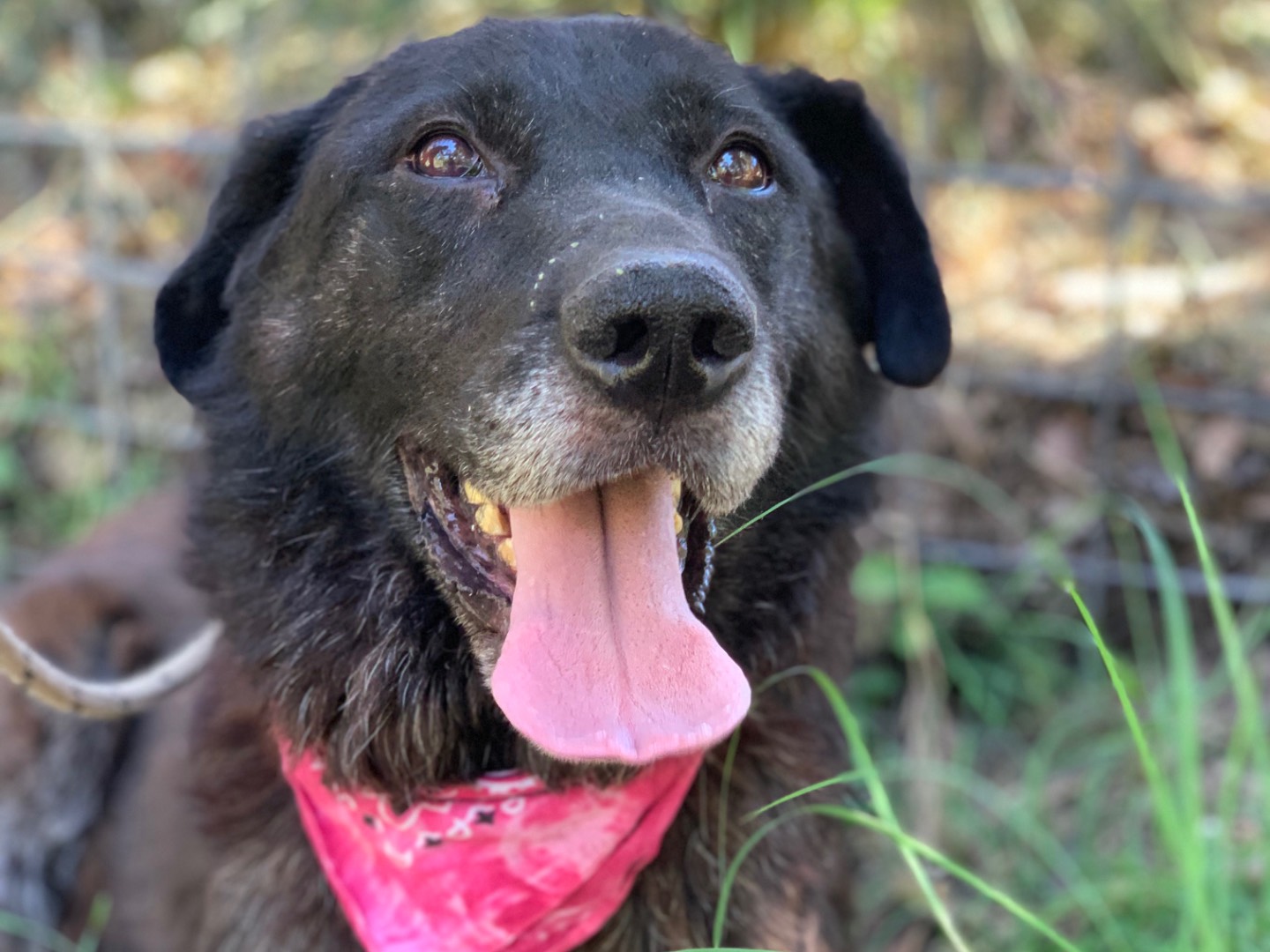 Adotta un cane, taglia media, femmina, Latina