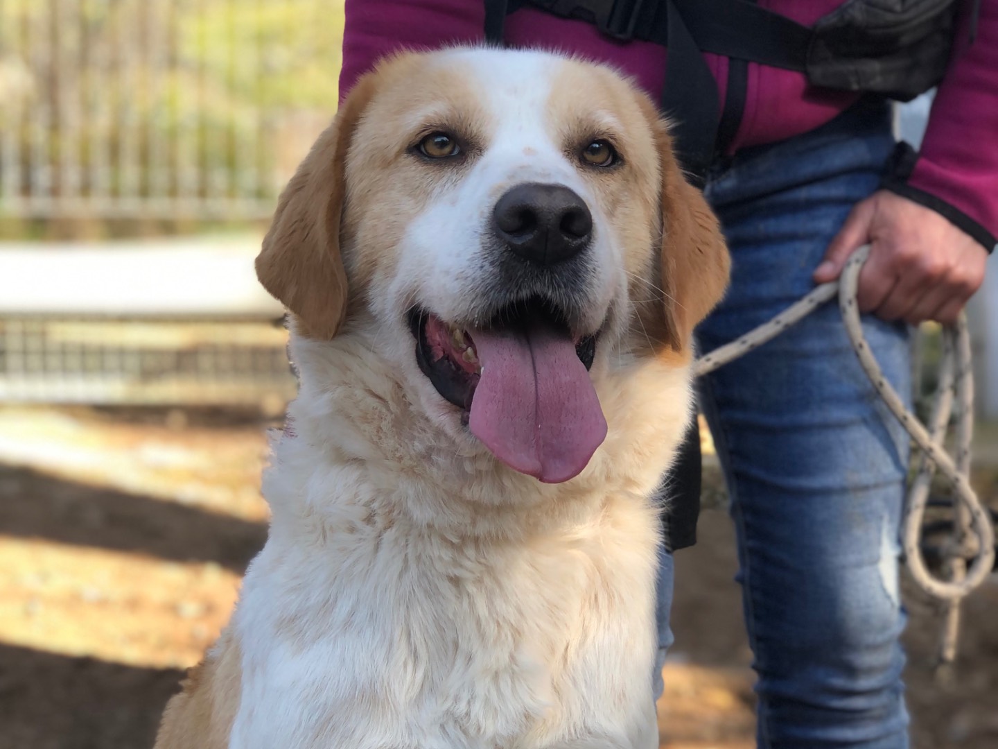 Adozione cane, maschio, Razza sconosciuta Razza sconosciuta, 5 anni, taglia grande, Latina