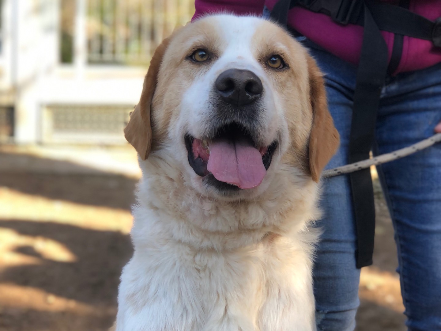 Adotta un cane, maschio, 5 anni, Latina