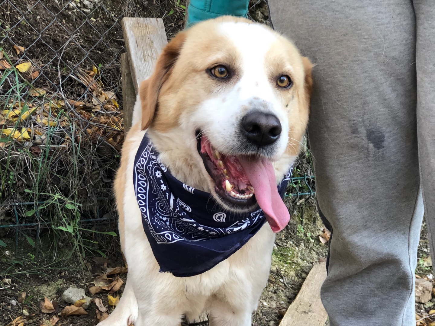 Adotta un cane, taglia grande, maschio, Latina